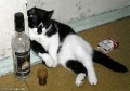 Alconavt cat.jpg