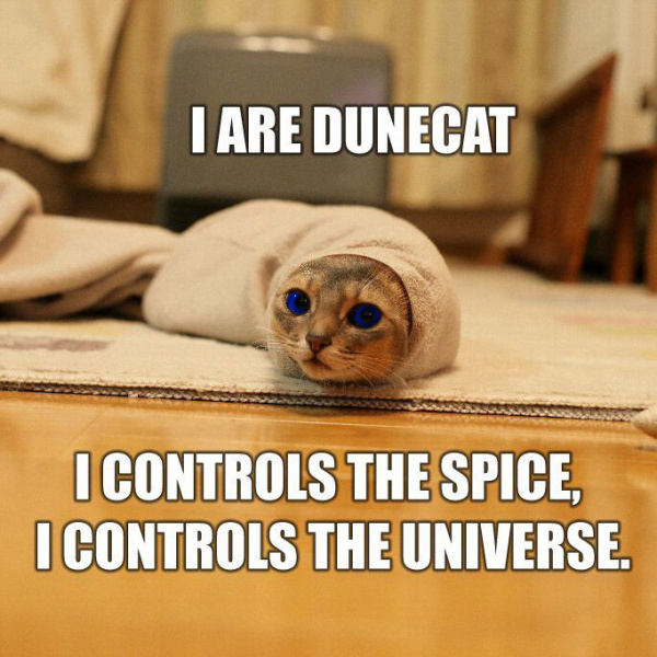 Файл:Dunecat.jpg